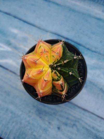 Gymnocalycium Variegata (Гимнокалициум Вариегатный)