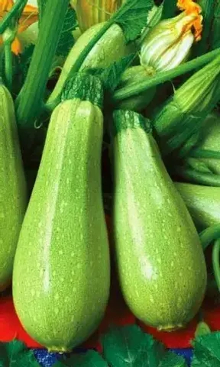 Кабачок Грибовский 37 10шт УрДачник