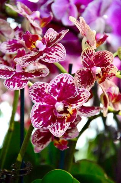 Фаленопсис mix д.9