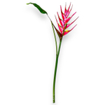 Цветок стрелиции розовый большой с листом