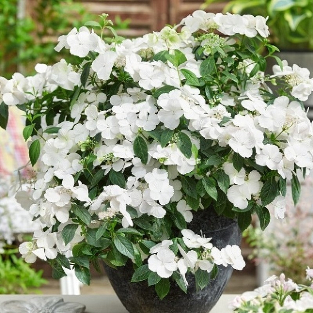 Runaway Bride/Сбежавшая Невеста(Стандарт поставки Р9)2025г.