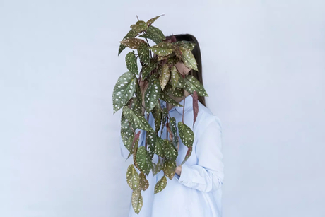 Бегония Макулата ампельная