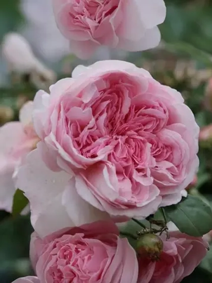 Роза шраб Александра Принцесса Люксембургская