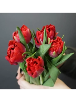 Луковицы тюльпанов пионовидные сорт PRESTO (4 штуки)