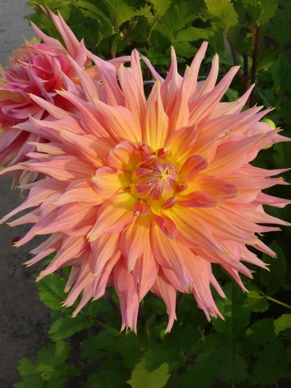 Георгин декоративный Омега