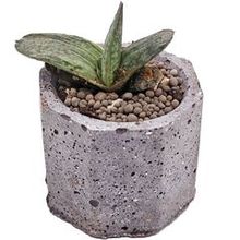 Суккулент Гастерия Сакура Фуджи