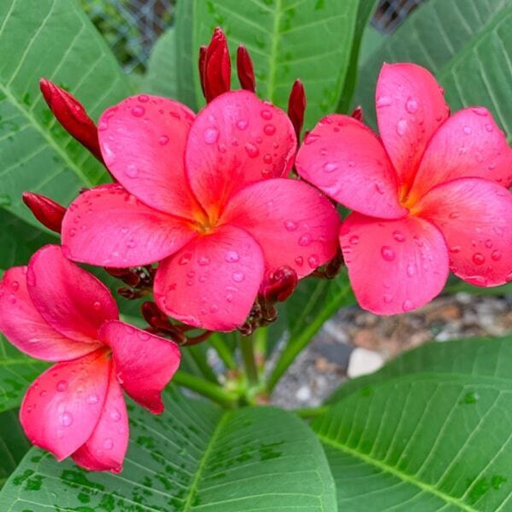 Плюмерия WA SITHEE