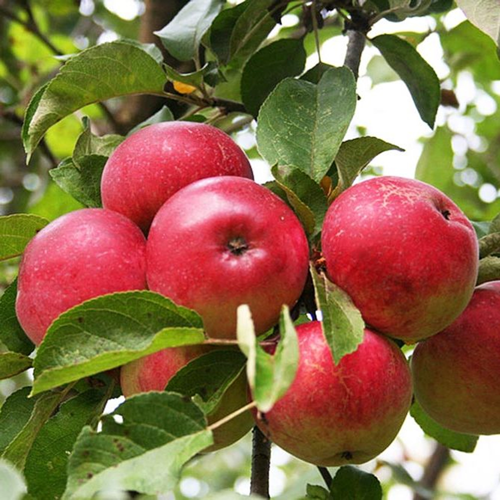 Яблоня Мельба летняя