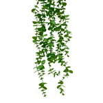 Эвкалипт ампельный 113 см.