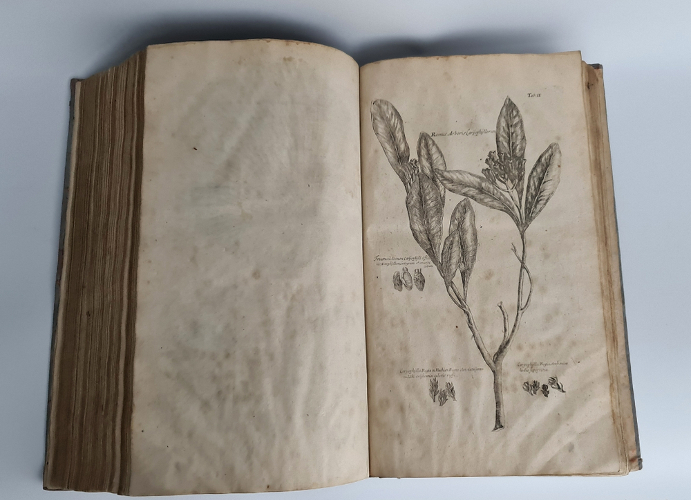 "Museum museorum, oder Vollstandige Schau-Buhne aller Materialien und Specereyen [...] aus andern Material-Kunst und Naturalien Kammern Oost und West-Indischen Reisbeschreibungen". D. Michael Bernhard Valentini. 1714 г.