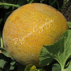 Дыня Колхозница (горшок 0.4л)