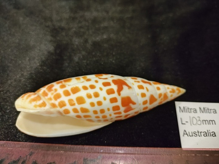 Митра Папская 100-130 мм