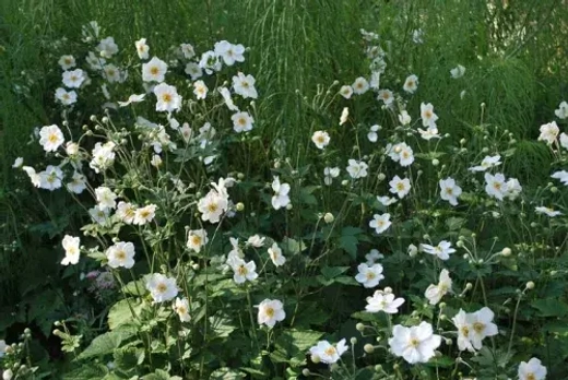 Анемона гибридная Онорин Джоберт С2 Закупка М39 июнь 2026