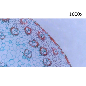 Цифровой микроскоп МИКМЕД LCD 1000x 2.0LB