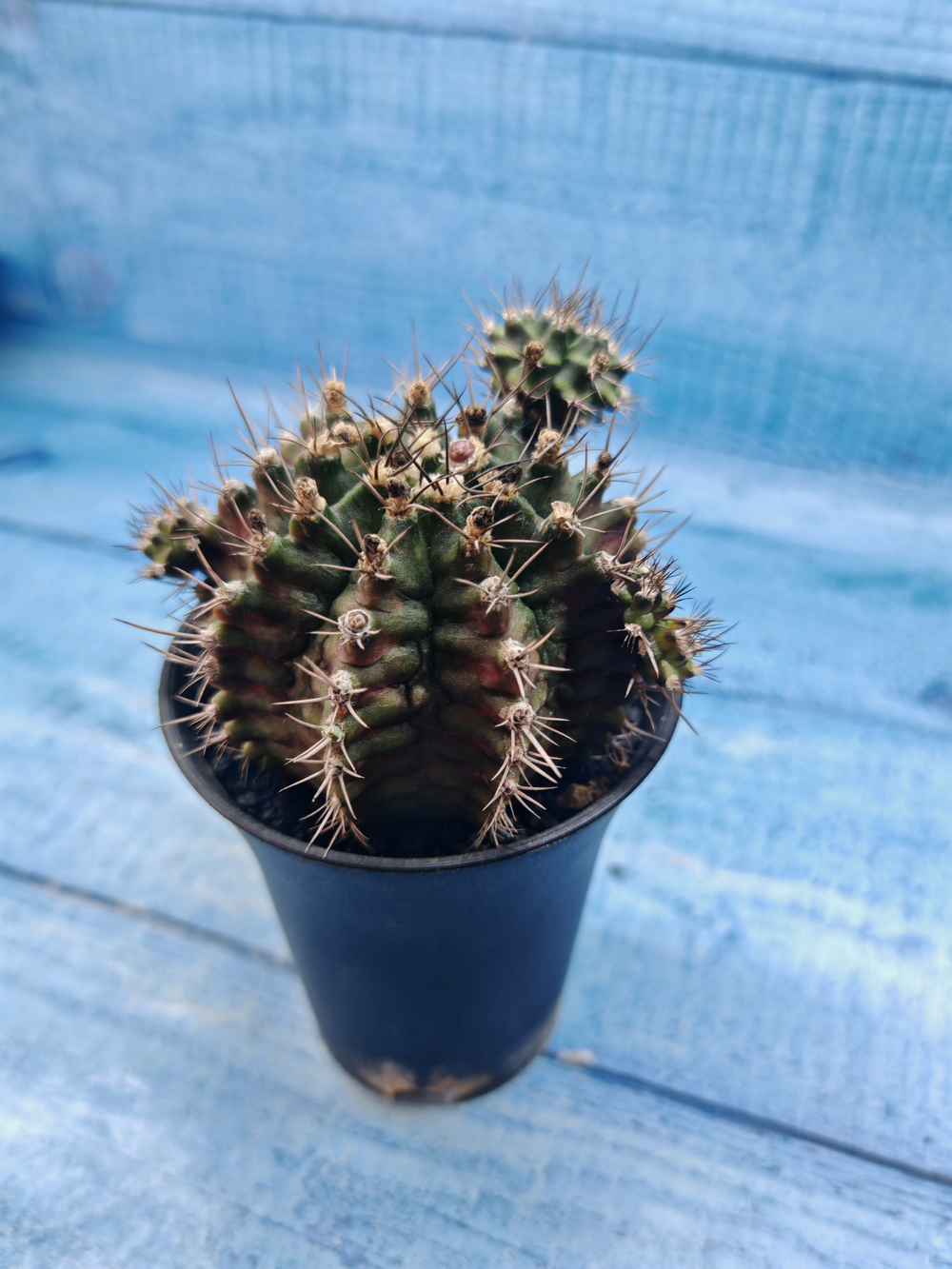 Gymnocalycium T-Rex Pink hybrid (Гимнокалициум T-rex)
