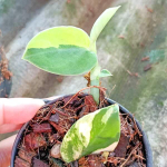 Рафидофора AUREA GIANT