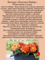 Бегония Нон стоп Файер
