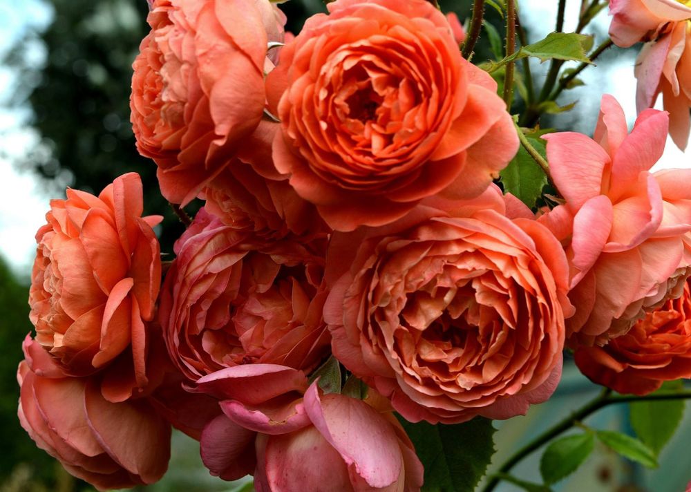 Саммер Сонг (Summer Song)