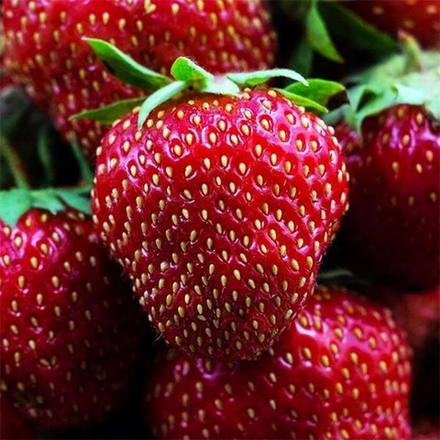 Земляника Диаманд ремонтантная