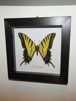 Бабочка Papilio multicaudata в рамке