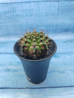 Gymnocalycium T-Rex Pink hybride (Гимнокалициум T-rex)