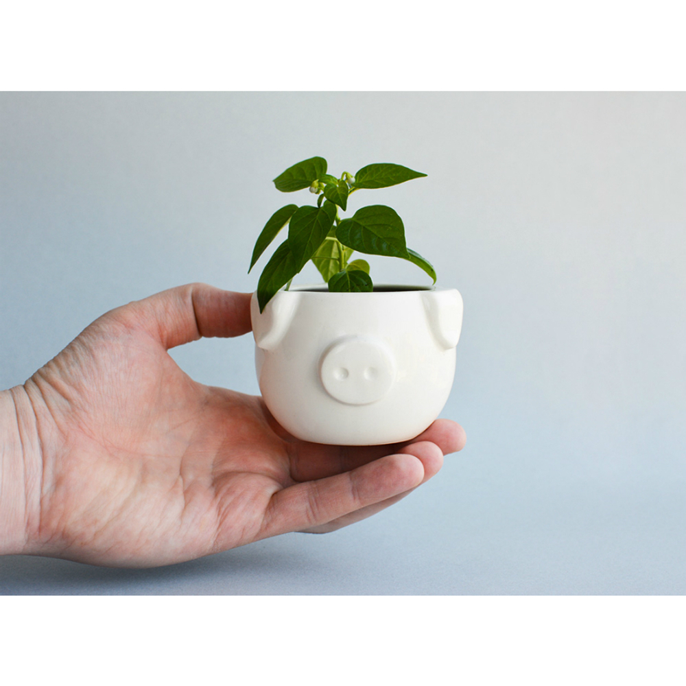 Набор для выращивания eco мини-кашпо «Минипиг»