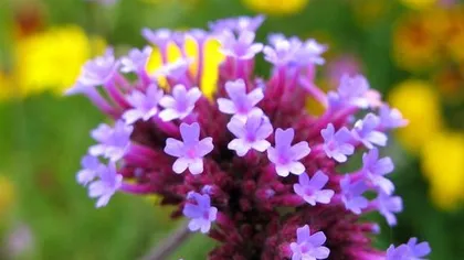 Вербена лекарственная