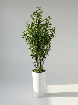 Бересклет 160см в высоком белом кашпо