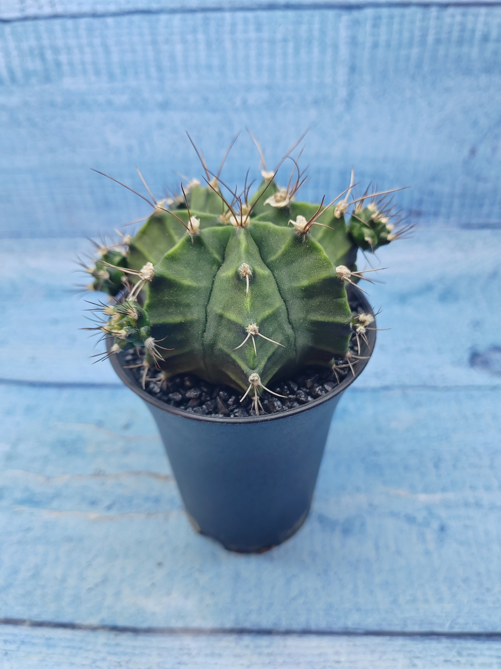 Gymnocalycium Mihanovichii (Гимнокалициум)