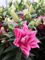 Лилия Эзра (махровая серия «Роузлили»)