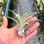 Тилландсия Sitting Pretty (streptophylla x paucifolioides)