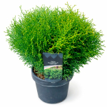 Туя западная "Tiny Tim"