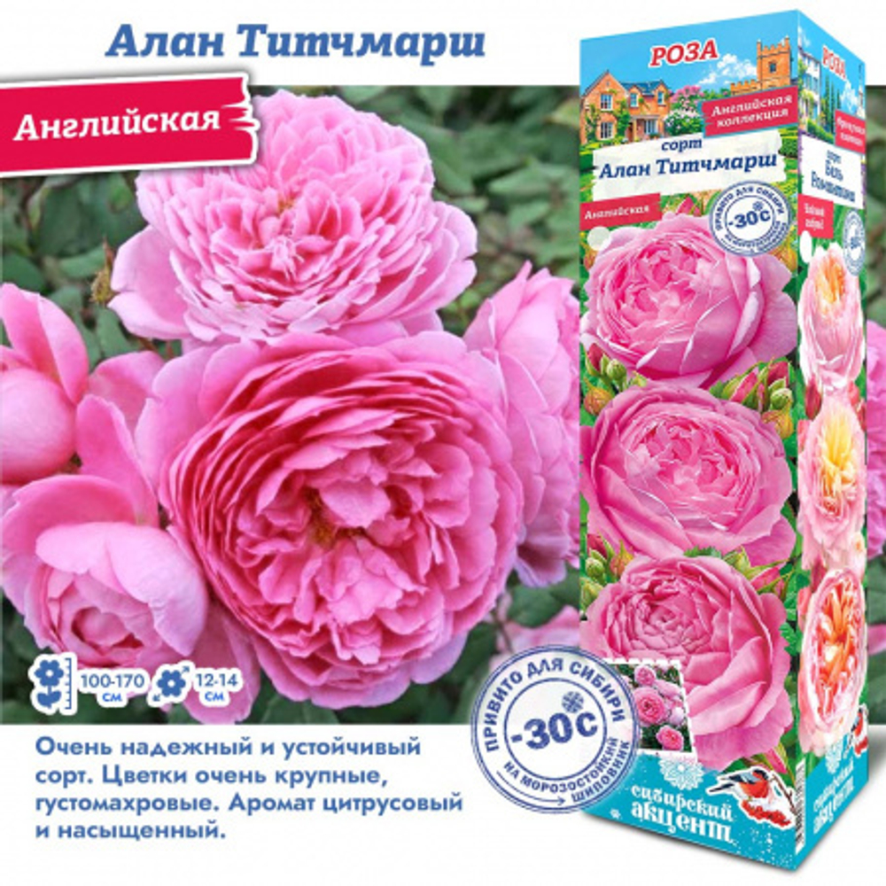 Роза Алан Титчмарш (Английская)