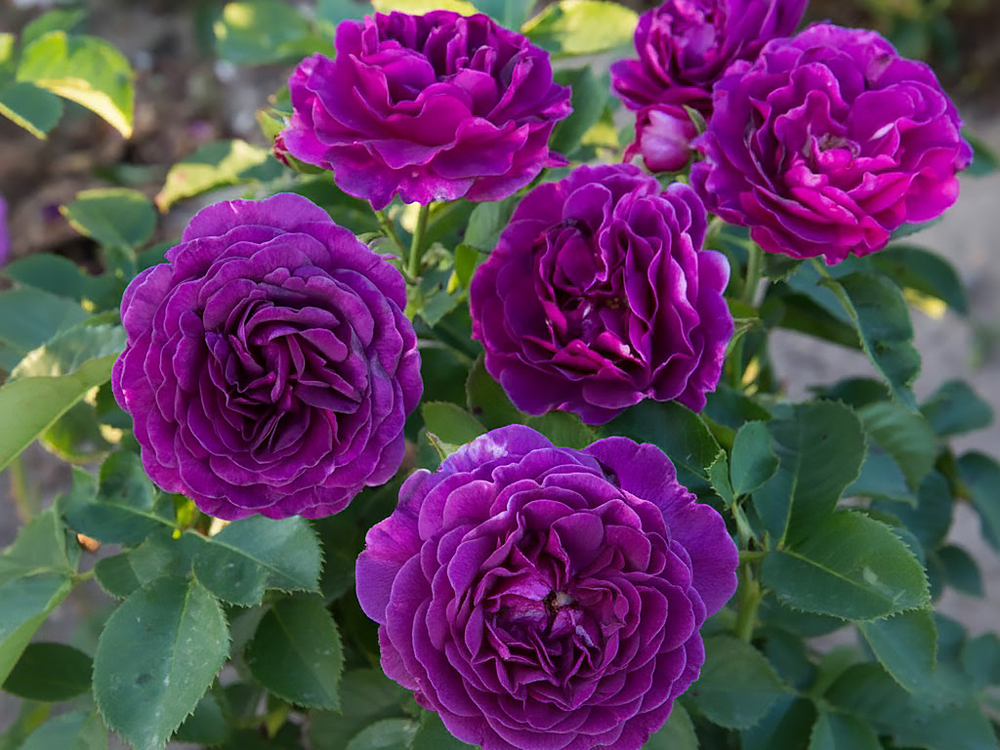 Роза флорибунда Пурпл Эден (Purple Eden / Ebb Tide)