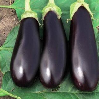 Баклажан Фабина F1 50 (семян)