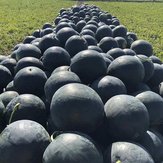 Лориан F1 семена арбуза в поле – фото 3