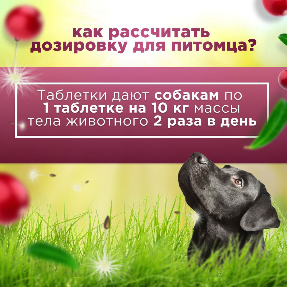 Кормовая добавка от цистита и для профилактики мочекаменной болезни у собак, Стоп-Цистит ПЛЮС, жевательные таблетки со вкусом печени, 40таб