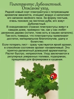 Плектрантус дуболистный комнатная мята