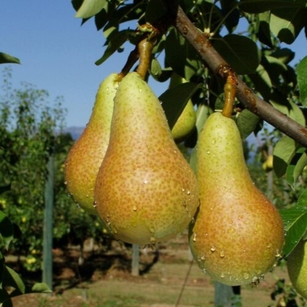 Груша Аббат Фетель (Осенняя)