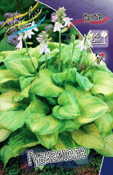 Хоста Гуакамоле