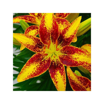 Лилия Тайни Сенсейшн Генетически Низкорослая До 45 См