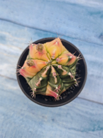 Gymnocalycium Variegata (Гимнокалициум Вариегатный)
