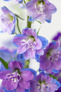 Монобукет Дельфиниум