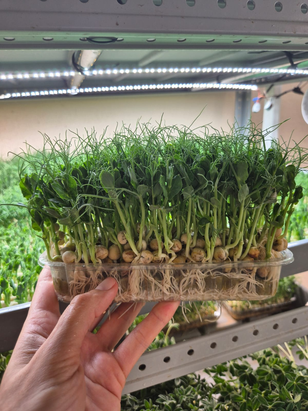 Семена горох зеленый Мадрас, микрозелень 5кг. Горох для проращивания