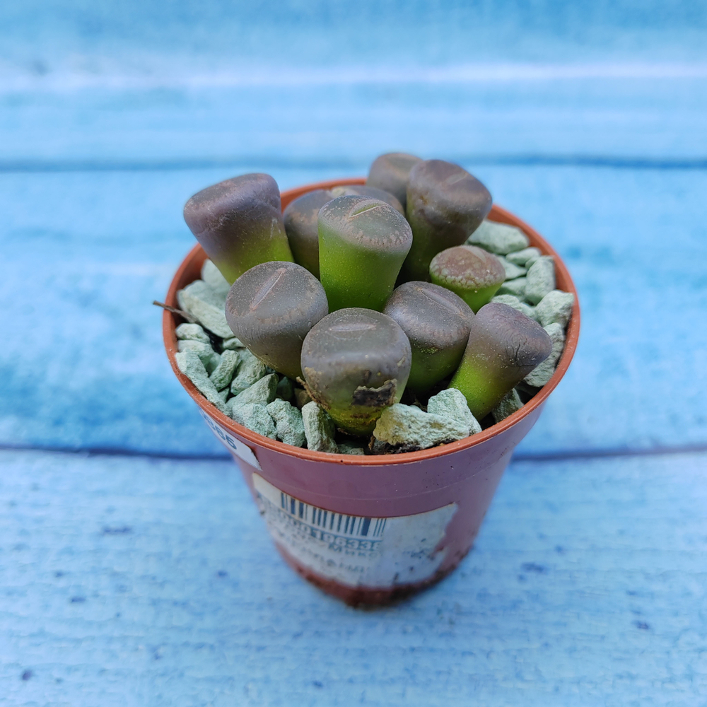 Lithops sp. (Литопсы)