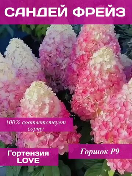 Сандей Фрейз гортензия метельчатая