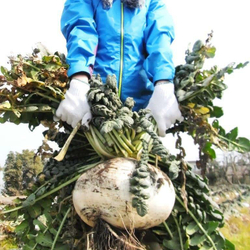 Редис Гигантский Японский Сакурадзима - Sakurajima Radish - 桜 島 大 根