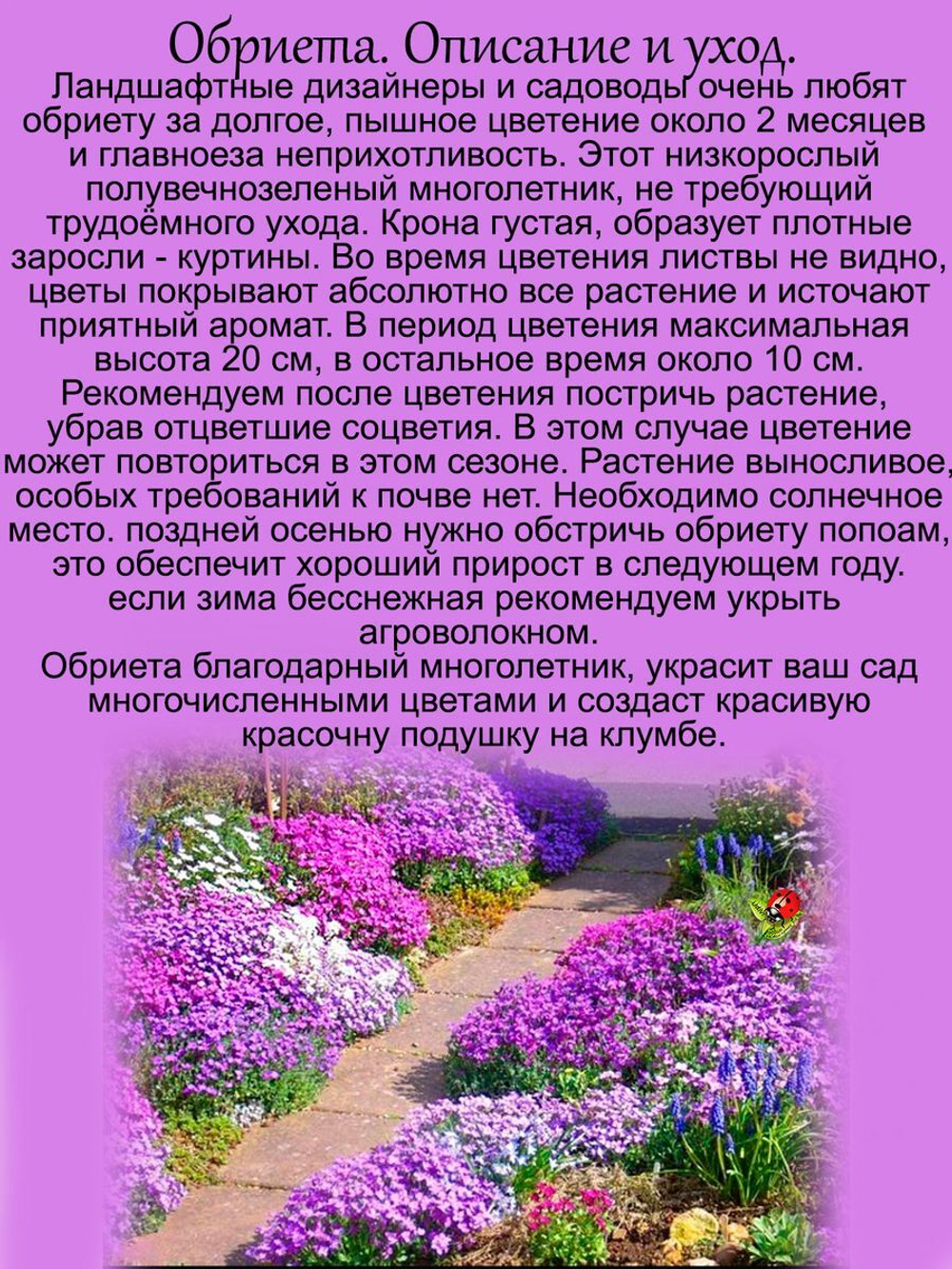 Орбиета Одрей Парпл пурпурная аубриета многолетняя