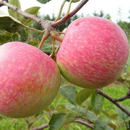 Яблоня летняя Конфетное-2