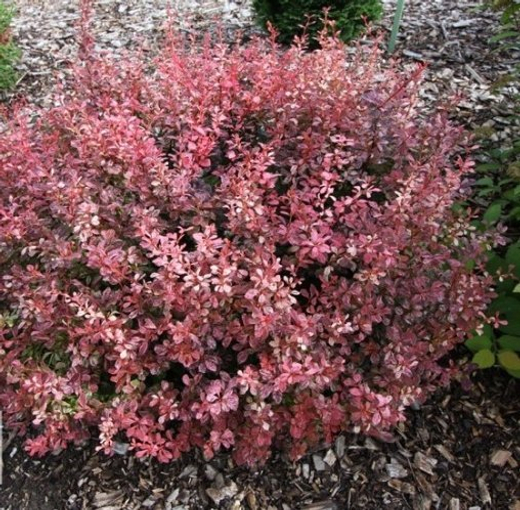 Барбарис Тунберга Инспирейшн С3 Закупка М60 июнь 2026